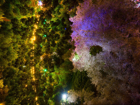 武漢東湖磨山櫻花園夜景風(fēng)光