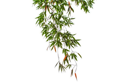 成都武侯祠竹葉