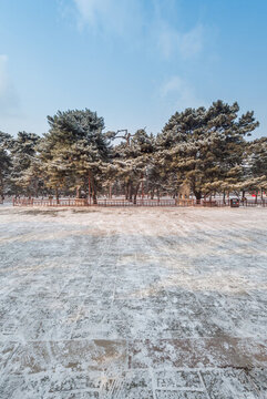 冬天雪后沈陽北陵公園風(fēng)景