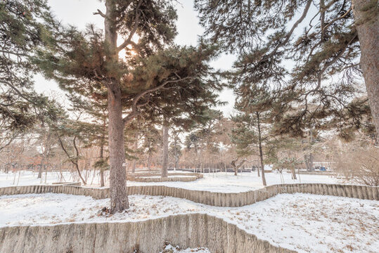 雪后沈陽北陵公園的道路樹林