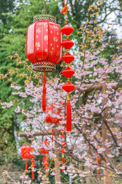 重慶公園里的紅燈籠和櫻花