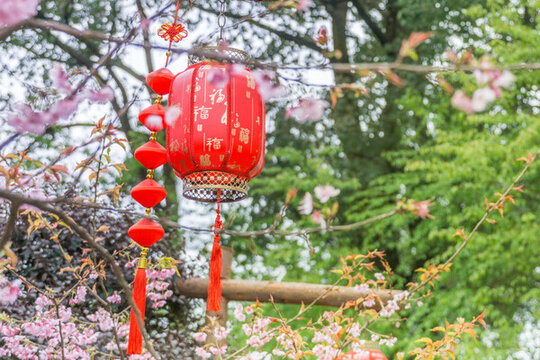 重慶公園里的紅燈籠和櫻花