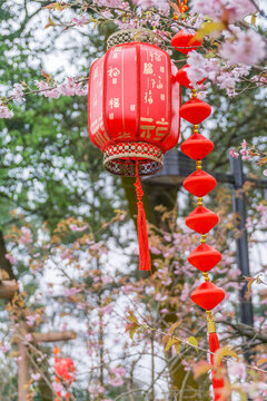 重慶公園里的紅燈籠和櫻花