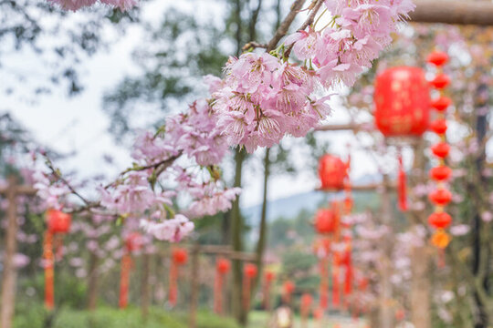 重慶公園里的紅燈籠和櫻花