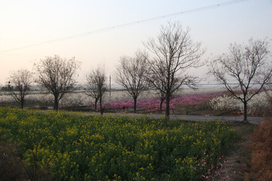 鄉(xiāng)村早晨