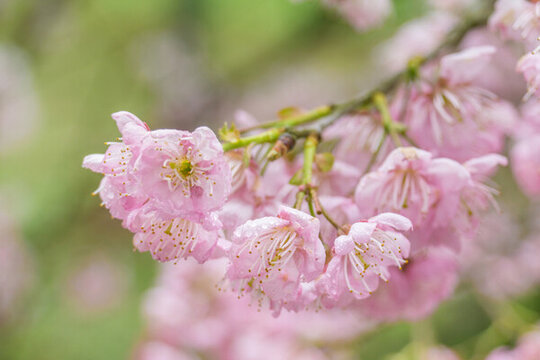 春天公園里的梅花特寫