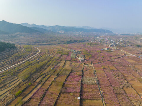 濟(jì)南仲宮東泉瀘村桃花盛開