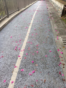 簕杜鵑谷公園