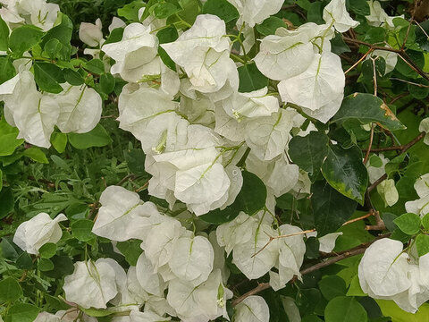簕杜鵑谷公園