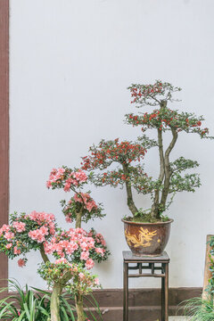 春天中國(guó)成都的杜甫草堂