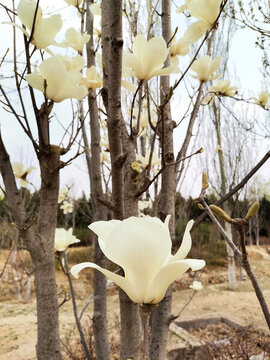 白玉蘭