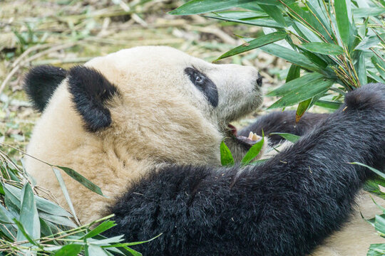 中國四川成都的大熊貓