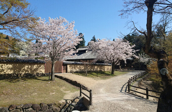 日本櫻花庭院