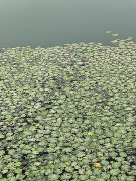 詩經(jīng)里的荇菜