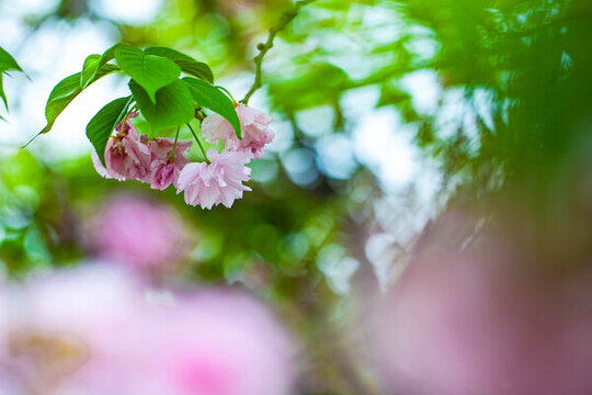 櫻花