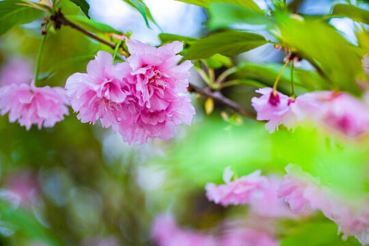 櫻花
