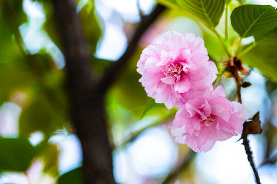 櫻花