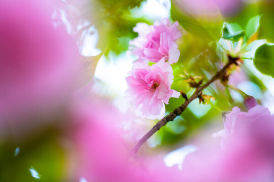 櫻花
