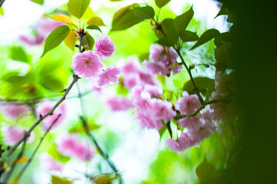 櫻花