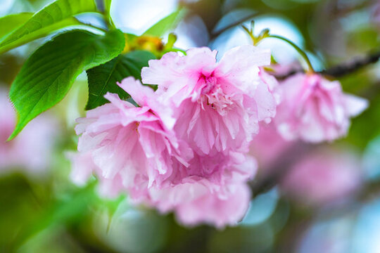 櫻花