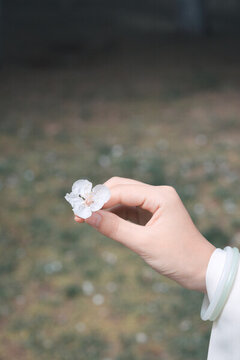 手拿杏花花朵