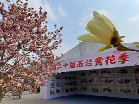 玉蘭花