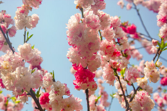 粉紅花朵海棠花春天的花朵花瓣