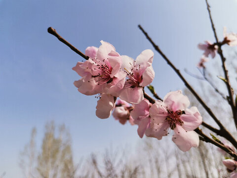 一枝桃花