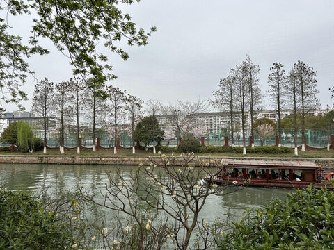 湖水邊樹木