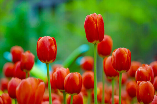 郁金香花