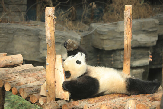 北京動(dòng)物園網(wǎng)紅大熊貓胖大海