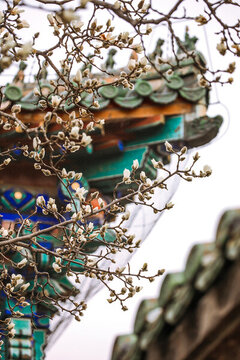 早春古建筑玉蘭花紅墻