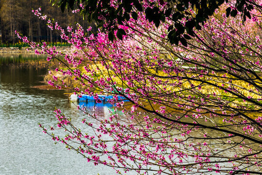 李中水上森林公園