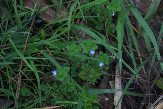 路邊野草