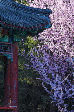 春桃