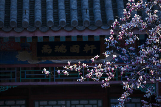 玉蘭花