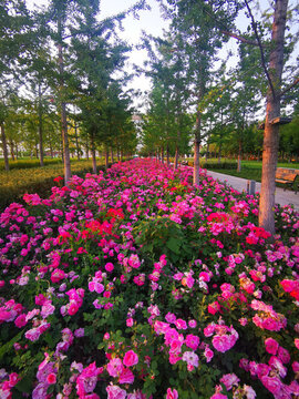 葉子花