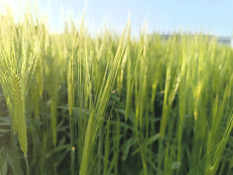 青麥特寫