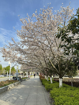 櫻花大道