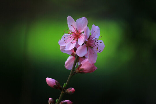 桃花