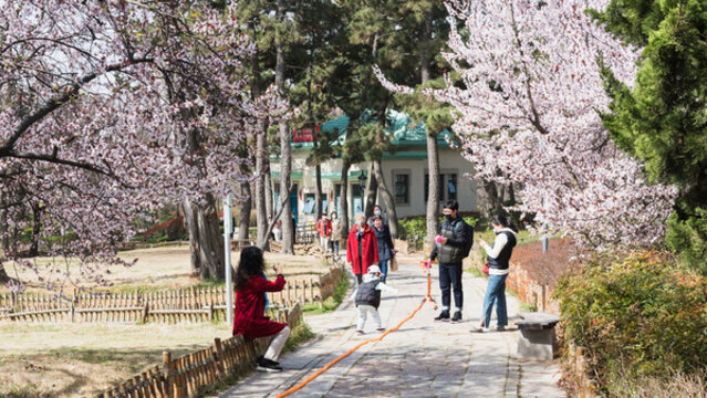青島中山公園盛開的櫻花大道