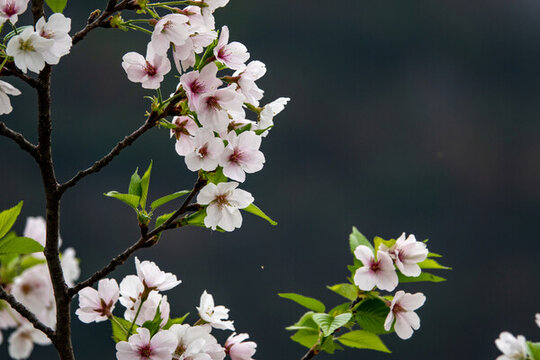 櫻花