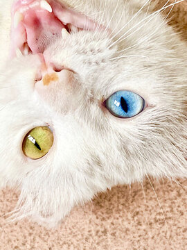 白猫异瞳孔彩色眼睛宠物