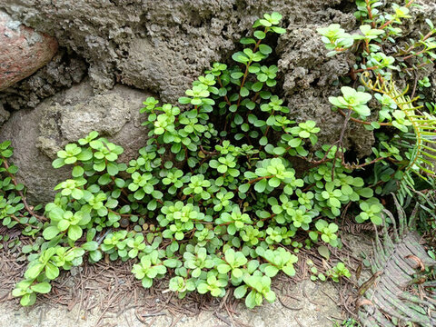 野菜植物凹葉景天