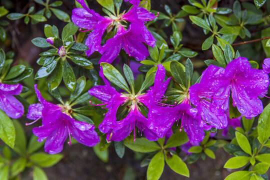 春天雨季盛開的杜鵑花