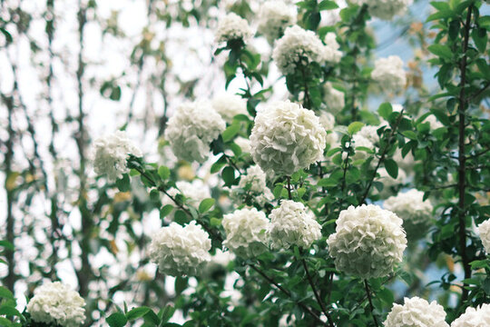 繡球花