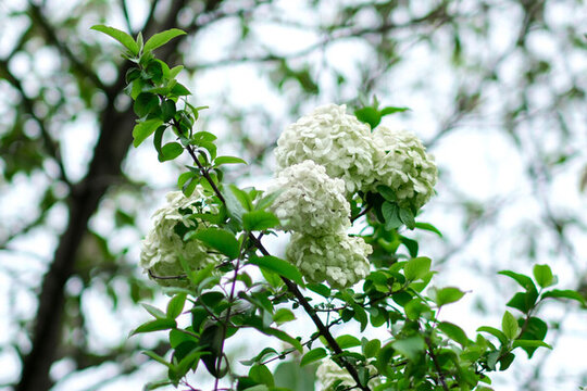 繡球花