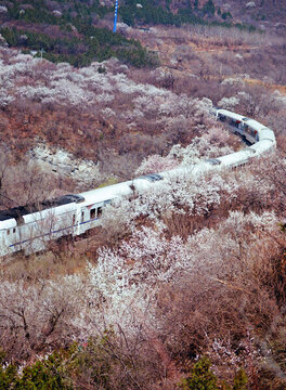 北京居庸關(guān)花海列車