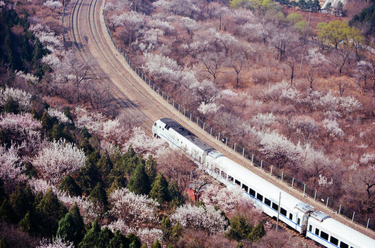 北京居庸關(guān)花海列車