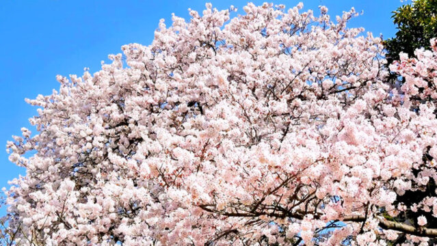 櫻花盛開